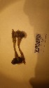  (Mycena epipterygia - O-F-260589)  @11 [ ] by-nc-sa (2023) Unspecified University of Oslo, Natural History Museum