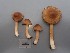  ( - O-F-260710)  @11 [ ] by-nc-sa (2025) Unspecified University of Oslo, Natural History Museum