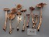  ( - O-F-260719)  @11 [ ] by-nc-sa (2025) Unspecified University of Oslo, Natural History Museum