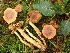  ( - O-F-260751)  @11 [ ] by-nc-sa (2025) Unspecified University of Oslo, Natural History Museum