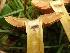  (Cortinarius cinnamomeus - O-F-260751)  @11 [ ] by-nc-sa (2025) Unspecified University of Oslo, Natural History Museum