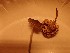  (Pluteus nanus - O-F-260765)  @11 [ ] by-nc-sa (2025) Unspecified University of Oslo, Natural History Museum