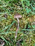  (Inocybe sp - O-F-260789)  @11 [ ] by-nc-sa (2025) Unspecified University of Oslo, Natural History Museum