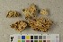  (Trametes imbricata - O-F-450336)  @11 [ ] CreativeCommons - Attribution Non-Commercial Share-Alike (2018) Unspecified University of Oslo, Natural History Museum
