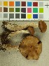  (Cortinarius fuscescens - NHMO-DFL-750)  @11 [ ] CreativeCommons - Attribution Non-Commercial (2015) Unspecified University of Oslo, Natural History Museum