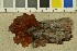  (Exidia saccharina - O-DFL-1151)  @11 [ ] CreativeCommons - Attribution Non-Commercial (2015) Unspecified University of Oslo, Natural History Museum