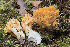  ( - O-F-76223)  @11 [ ] CreativeCommons - Attribution Non-Commercial Share-Alike (2018) Unspecified University of Oslo, Natural History Museum