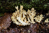  ( - O-F-76226)  @11 [ ] CreativeCommons - Attribution Non-Commercial Share-Alike (2018) Unspecified University of Oslo, Natural History Museum