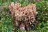  ( - O-F-76229)  @11 [ ] CreativeCommons - Attribution Non-Commercial Share-Alike (2018) Unspecified University of Oslo, Natural History Museum