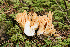  ( - O-F-76234)  @11 [ ] CreativeCommons - Attribution Non-Commercial Share-Alike (2018) Unspecified University of Oslo, Natural History Museum