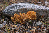  ( - O-F-76236)  @11 [ ] CreativeCommons - Attribution Non-Commercial Share-Alike (2018) Unspecified University of Oslo, Natural History Museum