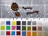  (Cortinarius colymbadinus - O-F-22227)  @11 [ ] CreativeCommons - Attribution Non-Commercial Share-Alike (2017) Unspecified University of Oslo, Natural History Museum