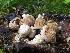  (Asterophora lycoperdoides - O-F-22576)  @11 [ ] CreativeCommons - Attribution Non-Commercial Share-Alike (2017) Unspecified University of Oslo, Natural History Museum