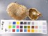  ( - O-F-22580)  @11 [ ] CreativeCommons - Attribution Non-Commercial Share-Alike (2017) Unspecified University of Oslo, Natural History Museum