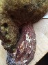  (Boletus pinophilus - O-F-22596)  @11 [ ] CreativeCommons - Attribution Non-Commercial Share-Alike (2017) Unspecified University of Oslo, Natural History Museum