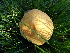  ( - TROM_F_26643)  @11 [ ] CreativeCommons - Attribution Non-Commercial Share-Alike (2018) Unspecified Tromsø University Museum