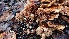  ( - TROM_F_26644)  @11 [ ] CreativeCommons - Attribution Non-Commercial Share-Alike (2018) Unspecified Tromsø University Museum