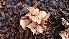  ( - TROM_F_26645)  @11 [ ] CreativeCommons - Attribution Non-Commercial Share-Alike (2018) Unspecified Tromsø University Museum