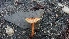  ( - TROM_F_26646)  @11 [ ] CreativeCommons - Attribution Non-Commercial Share-Alike (2018) Unspecified Tromsø University Museum