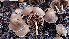  ( - TROM_F_26652)  @11 [ ] CreativeCommons - Attribution Non-Commercial Share-Alike (2018) Unspecified Tromsø University Museum