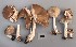  (Entoloma sericatum - O-F-304554)  @11 [ ] CreativeCommons - Attribution Non-Commercial Share-Alike (2017) Unspecified University of Oslo, Natural History Museum