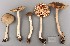  (Entoloma rubrobasis - O-F-304601)  @11 [ ] Copyright (2017) Unspecified Norwegian Institute for Nature Research