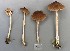  (Entoloma conferendum - O-F-304531)  @11 [ ] Copyright (2017) Unspecified Norwegian Institute for Nature Research