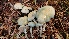  ( - TROM_F_26658)  @11 [ ] CreativeCommons - Attribution Non-Commercial Share-Alike (2018) Unspecified Tromsø University Museum