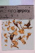  ( - TROM_F_1393)  @11 [ ] CreativeCommons - Attribution Non-Commercial Share-Alike (2018) Unspecified Tromsø University Museum