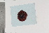  ( - TROM-F-5752)  @11 [ ] CreativeCommons - Attribution Non-Commercial Share-Alike (2018) Unspecified Tromsø University Museum