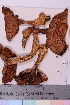  ( - TROM_F_7276)  @11 [ ] CreativeCommons - Attribution Non-Commercial Share-Alike (2018) Unspecified Tromsø University Museum