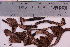  (Cortinarius uraceus - TROM_F_7279)  @11 [ ] CreativeCommons - Attribution Non-Commercial Share-Alike (2018) Unspecified Tromsø University Museum