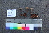  ( - TROM_F_26535)  @11 [ ] CreativeCommons - Attribution Non-Commercial Share-Alike (2018) Unspecified Tromsø University Museum