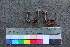  ( - TROM_F_26535)  @11 [ ] CreativeCommons - Attribution Non-Commercial Share-Alike (2018) Unspecified Tromsø University Museum