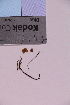  ( - TROM_F_12096)  @11 [ ] CreativeCommons - Attribution Non-Commercial Share-Alike (2019) Unspecified Tromsø University Museum