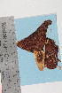  ( - TROM-F-13023)  @11 [ ] CreativeCommons - Attribution Non-Commercial Share-Alike (2018) Unspecified Tromsø University Museum