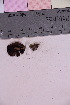  (Psathyrella senex - TROM_F_138)  @11 [ ] CreativeCommons - Attribution Non-Commercial Share-Alike (2018) Unspecified Tromsø University Museum