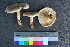  ( - TROM_F_26572)  @11 [ ] CreativeCommons - Attribution Non-Commercial Share-Alike (2018) Unspecified Tromsø University Museum