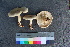  ( - TROM_F_26572)  @11 [ ] CreativeCommons - Attribution Non-Commercial Share-Alike (2018) Unspecified Tromsø University Museum