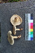  ( - TROM_F_26572)  @11 [ ] CreativeCommons - Attribution Non-Commercial Share-Alike (2018) Unspecified Tromsø University Museum