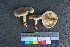  ( - TROM_F_26572)  @11 [ ] CreativeCommons - Attribution Non-Commercial Share-Alike (2018) Unspecified Tromsø University Museum