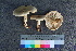  ( - TROM_F_26572)  @11 [ ] CreativeCommons - Attribution Non-Commercial Share-Alike (2018) Unspecified Tromsø University Museum