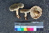  ( - TROM_F_26572)  @11 [ ] CreativeCommons - Attribution Non-Commercial Share-Alike (2018) Unspecified Tromsø University Museum