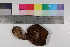  ( - TROM_F_16217)  @11 [ ] CreativeCommons - Attribution Non-Commercial Share-Alike (2017) Unspecified Tromsø University Museum