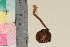  ( - TROM-F-16812)  @11 [ ] CreativeCommons - Attribution Non-Commercial Share-Alike (2018) Unspecified Tromsø University Museum