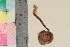  ( - TROM-F-16812)  @11 [ ] CreativeCommons - Attribution Non-Commercial Share-Alike (2018) Unspecified Tromsø University Museum