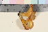  ( - TROM_F_17019)  @11 [ ] CreativeCommons - Attribution Non-Commercial Share-Alike (2016) Unspecified Tromsø University Museum