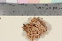  (Ramaria suecica - TROM_F_17029)  @11 [ ] CreativeCommons - Attribution Non-Commercial Share-Alike (2016) Unspecified Tromsø University Museum