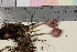  ( - TROM_F_17041)  @11 [ ] CreativeCommons - Attribution Non-Commercial Share-Alike (2016) Unspecified Tromsø University Museum