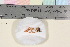  ( - TROM_F_17087)  @11 [ ] CreativeCommons - Attribution Non-Commercial Share-Alike (2020) Unspecified Tromsø University Museum